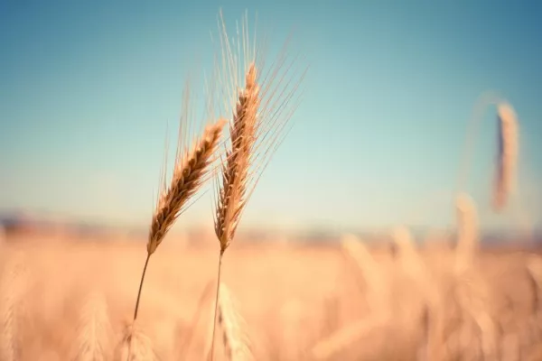 Wheat Near Six-Week High On Black Sea Supply Concerns, Soybeans Firm