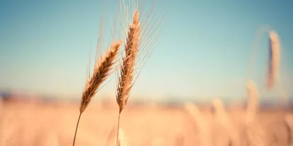 Wheat Set For Biggest Weekly Gain In 16 Months On Supply Concerns