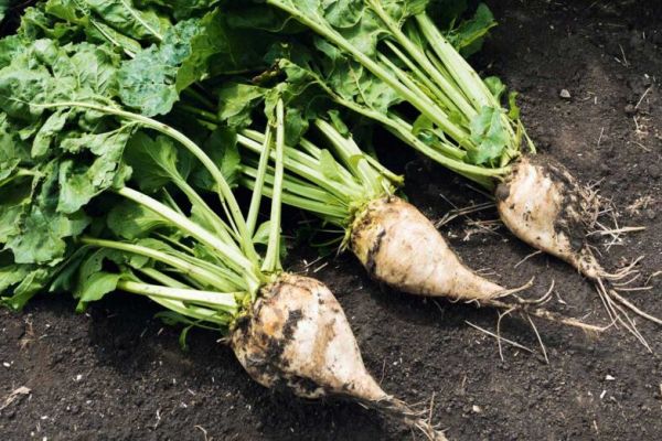 French Sugar Beet Area To Shrink To 14-Year Low, Growers Say