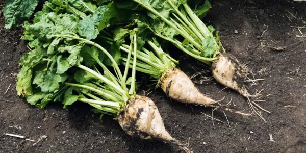 French Sugar Beet Area To Shrink To 14-Year Low, Growers Say
