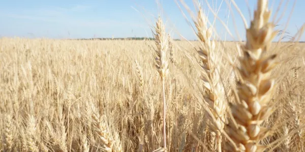 Ukraine's Grain Exports Held Up As Railways Struggle To Cope: Analyst