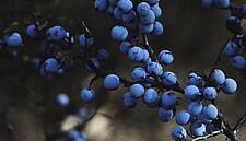 The Health Benefits Of Blueberries: A Cup A Day Can Keep Ageing Away