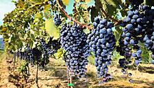 Australia's Treasury Wine Uncorks Record Profit, Skips China Weakness