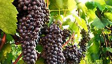 Majestic Wine Ramps Up Investments In Online Naked Wines Business