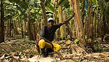Fyffes Named 'Largest Fairtrade Banana Buyer' At Awards In Costa Rica