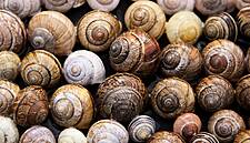 Carlow Snail Farm Looking Into New Opportunities As Demand Grows