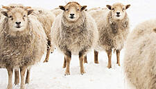 Adverse Weather Has 'Significant Negative Impact' On Farmer Income