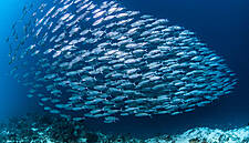 Lidl Ireland Commits To 100% Sustainable Fish By End Of 2019