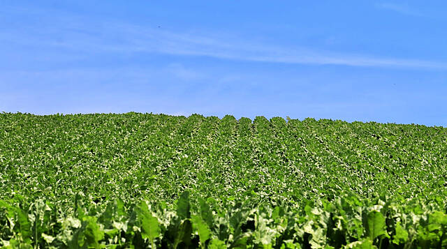 Dry Weather A Worry As EU Sugar Beet Harvest Starts