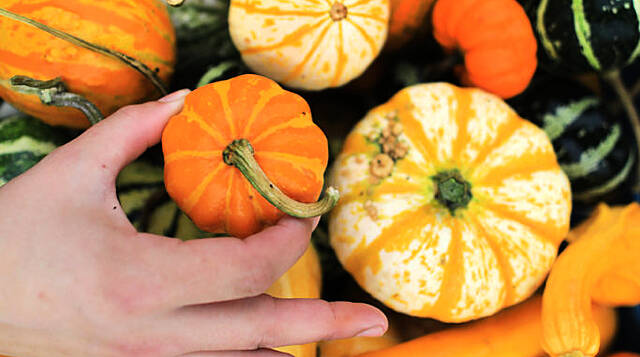 Tesco Ireland Introduces Multi-Coloured Pumpkins Range
