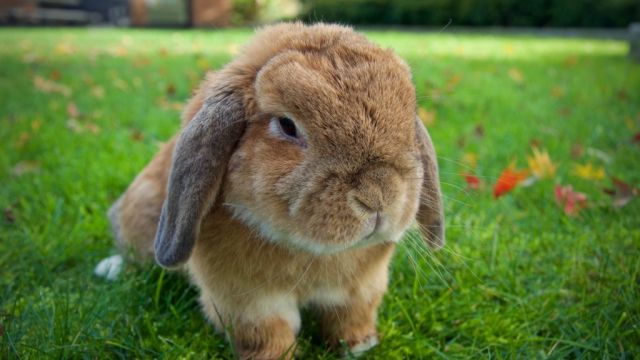 Exam Stress Buster: Bunny Cuddling Is Back In UCD Today | CollegeTimes.com