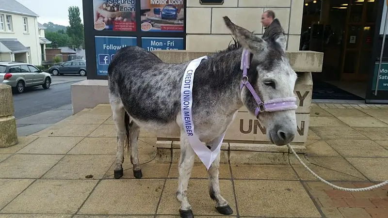 Donkey checks his ASSets at Letterkenny Credit Union - Donegal Daily