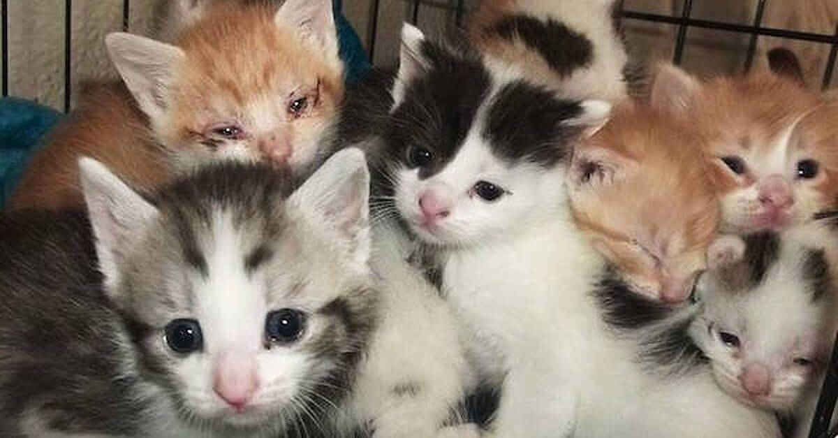 OVERWHELMING PUBLIC SUPPORT FOR 17 DUMPED KITTENS - Donegal Daily