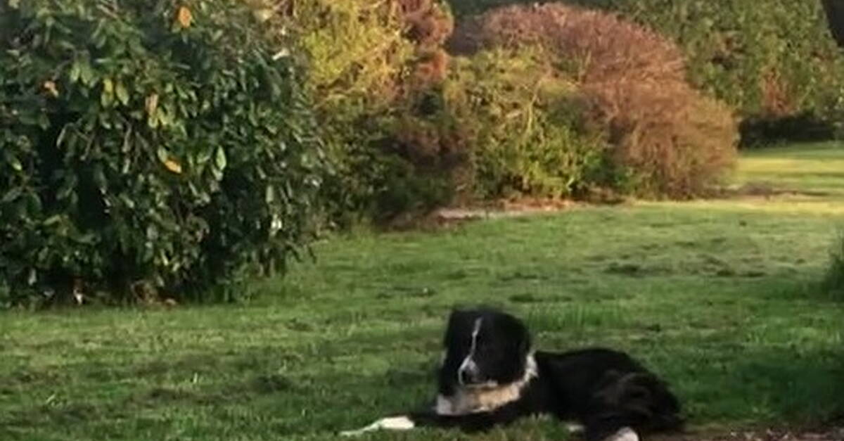 Appeal launched after dog found in Drumkeen - Donegal Daily