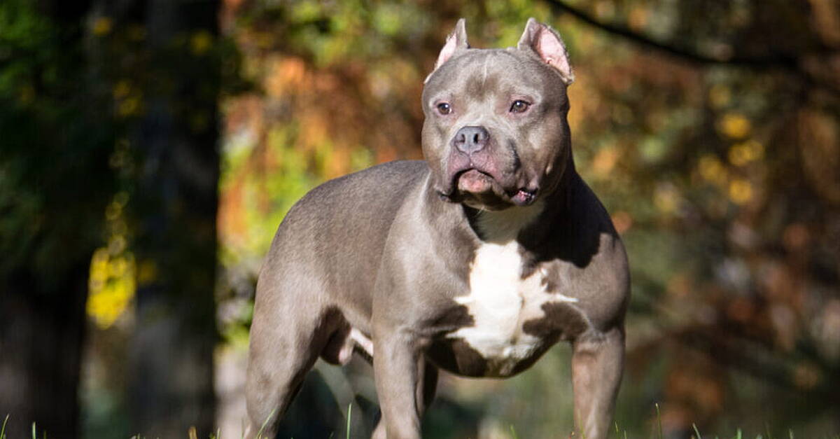 Donegal rescue charity inundated with requests ahead of XL Bully ban ...