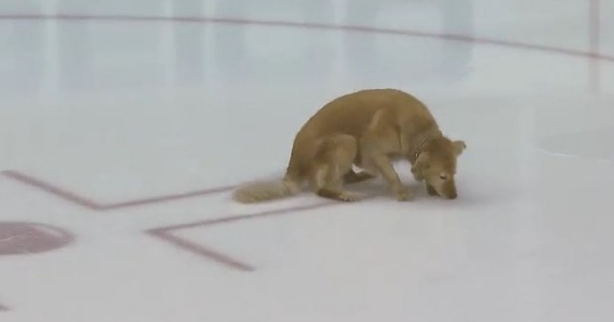 [Image: watch-dog-playing-fetch-with-a-hockey-pu...-to-be.jpg]