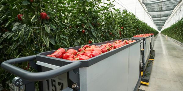 Kaufland Opens Sustainable Greenhouse In Germany