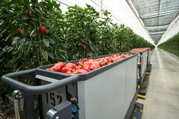 Kaufland Opens Sustainable Greenhouse In Germany