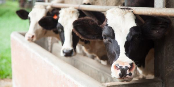 Global Dairy Companies Announce Alliance To Cut Methane Emissions At COP28