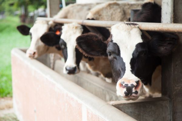 Global Dairy Companies Announce Alliance To Cut Methane Emissions At COP28