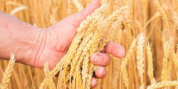 French Wheat, Barley Crops Still Ahead Of Usual Growth Pace