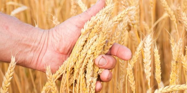 Ukraine 2023 Early Grain Harvest Could Drop By At Least 50%
