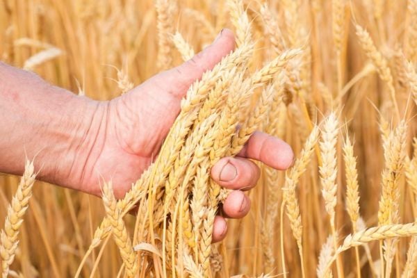 Ukraine 2023 Early Grain Harvest Could Drop By At Least 50%