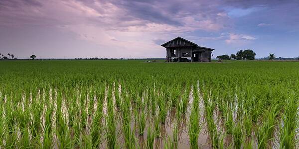 As Harvest Time Looms, China Tells Farmers To Replant Or Switch Crops