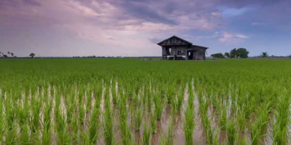 Sri Lanka Faces Looming Food Crisis With Stunted Rice Crop