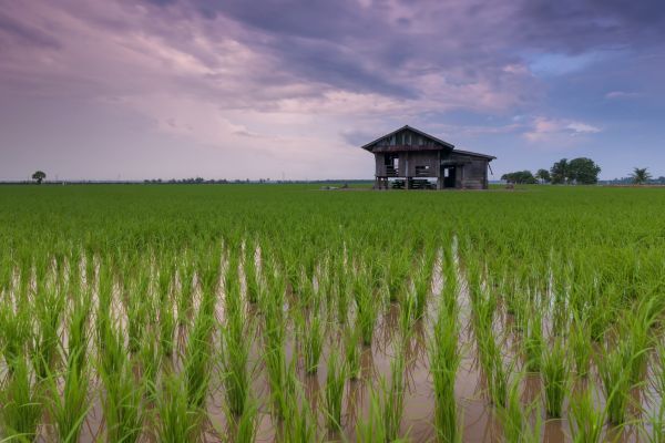 India's Rice Area Grows On Higher Prices, Cotton Sowing Lags