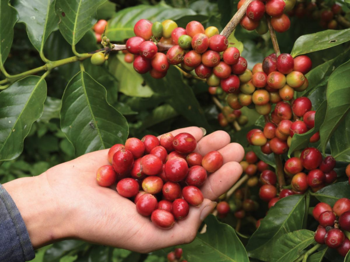 Colombian Coffee Production, Exports Fall In 2022