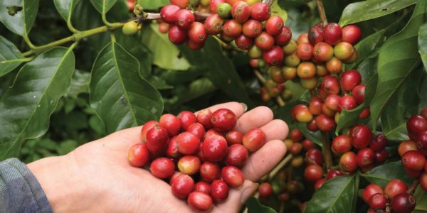 Buyer's Brief: What's Driving High Coffee Prices?