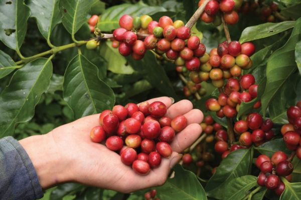 Colombia's 2022 Coffee Output Could Hit Lowest Since 2014