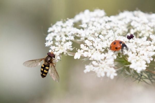 Marks & Spencer Teams Up With AgriSound To Test Sensor For Pollinators