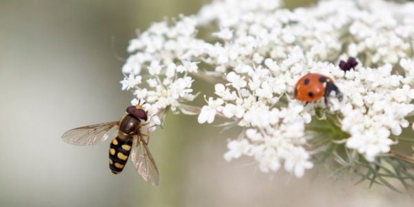 Marks & Spencer Teams Up With AgriSound To Test Sensor For Pollinators