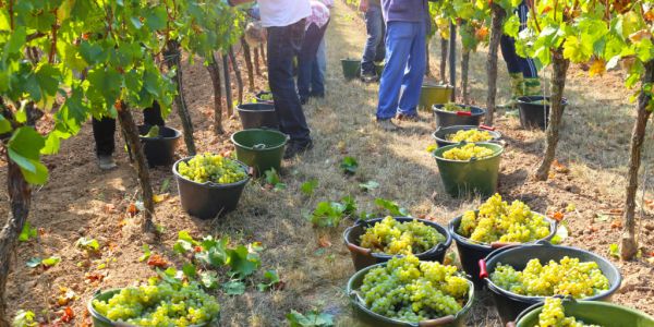 Savuignon Blanc On The Rise In Germany, Driven By Warmer Temperatures