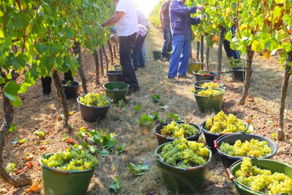 Savuignon Blanc On The Rise In Germany, Driven By Warmer Temperatures