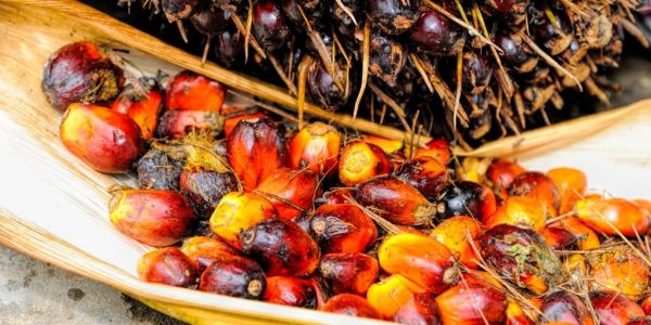 Malaysia Palm Oil, Rubber Farmers File EU Petition Opposing Deforestation Law