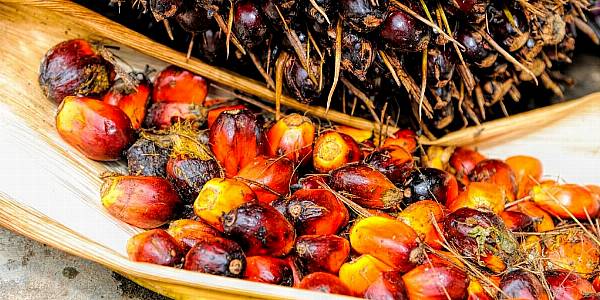 Nestlé, P&G Investigate Palm Oil Sourcing After Environmetal Group's Deforestation Report