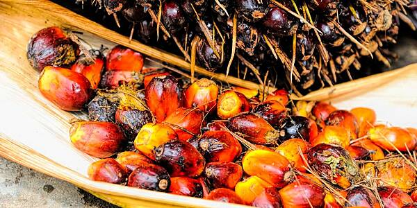 The End Of Cheap Palm Oil? Output Stalls As Biodiesel Demand Surges