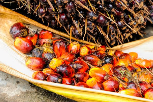 Why Are Palm Oil Prices Declining? Analysis