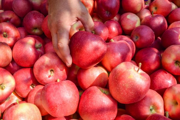 Germany Sees Growth In Apple, Plum Harvests In 2022