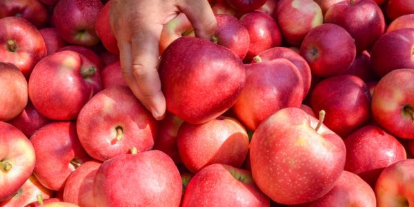 Germany Sees Growth In Apple, Plum Harvests In 2022
