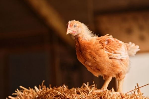 Dutch To Cull Around 201,000 Chickens To Contain Bird Flu