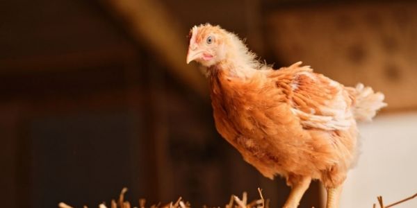 Dutch To Cull Around 201,000 Chickens To Contain Bird Flu