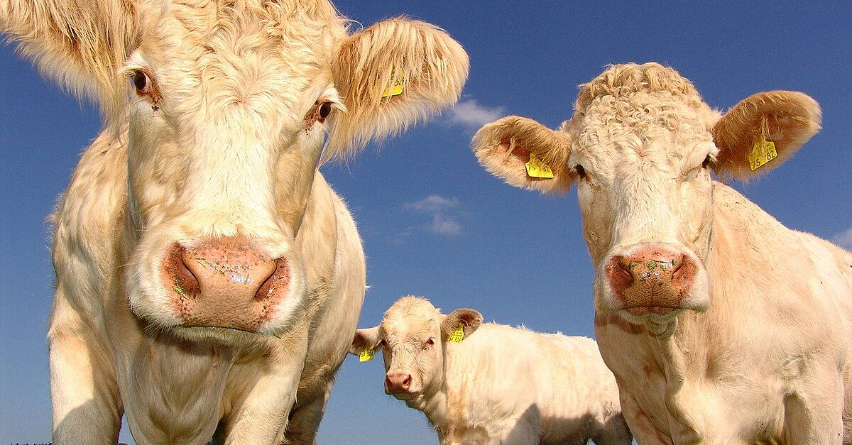 Tesco And Harper Adams University Launch Initiative For Future Farmers - Vimarsana News