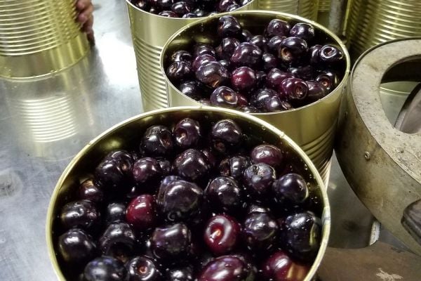 Packaged Fresh Fruits Market To See 5.5% CAGR To 2031, Study Finds
