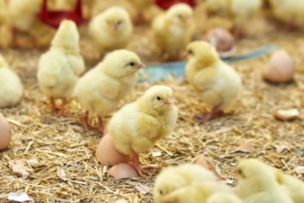 Colruyt Launches Welfare Chicken Chain With 17 Belgian Breeders