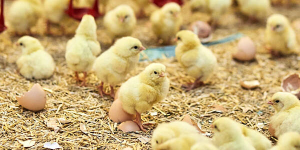 Colruyt Launches Welfare Chicken Chain With 17 Belgian Breeders