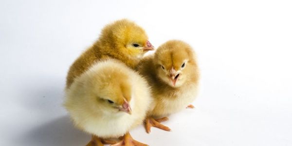 EU Commissioner Calls For ‘Phasing Out’ Of Male Chick-Culling